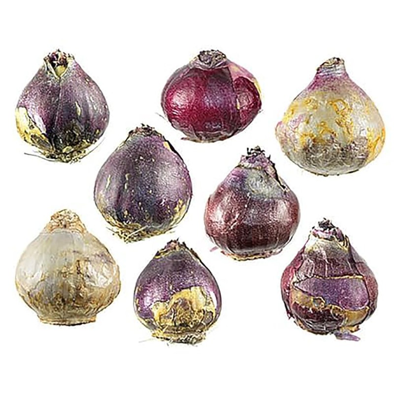 10 Sweet Invitation Hyacinth Bulbs