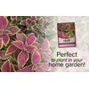 Coleus Seeds for Planting (Rainbow Mix) - Heirloom Non-GMO Shade