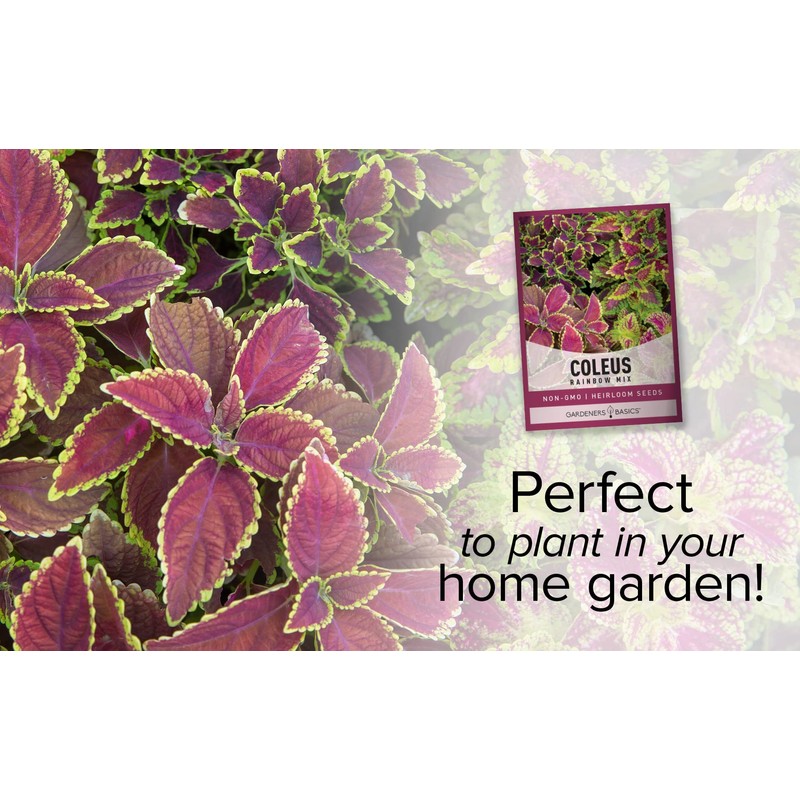 Coleus Seeds for Planting (Rainbow Mix) - Heirloom Non-GMO Shade