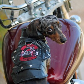 DOGGIE DESIGN Biker Dawg Motorcycle Dog Jacket - Black (Small)