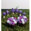 Fairy Garden Accessories. Set of 8. Purple Miniature Mushrooms and