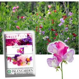 Bijou Mix Sweet Pea Flower, 25 Heirloom Flower Seeds Per Packet, Botanical Name: Lathyrus odoratus, Isla's Garden Seeds
