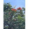 Manoa Valley Roots Spathodea campanulata 100 Seeds | African Tulip
