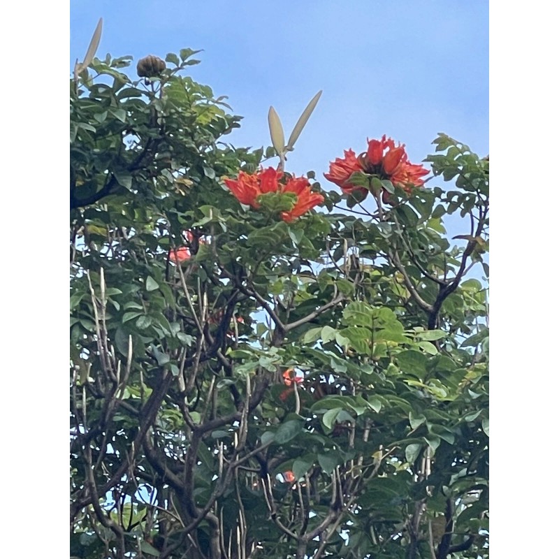 Manoa Valley Roots Spathodea campanulata 100 Seeds | African Tulip