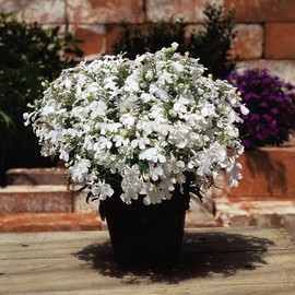Outsidepride 5000 Seeds Annual White Lobelia Ground Cover Seeds for Planting