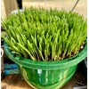 Non GMO Wheatgrass Seed for Sprouting or Cat Grass USA