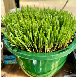 Non GMO Wheatgrass Seed for Sprouting or Cat Grass USA Grown Compostable Packaging Over 12,000 Seeds by Forever Seed Store