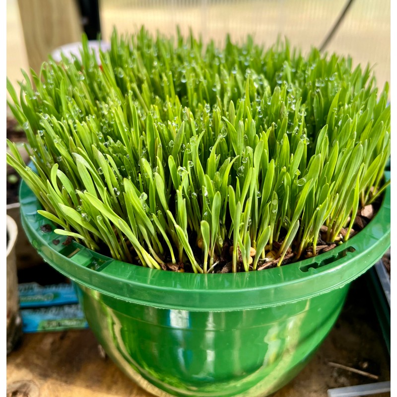 Non GMO Wheatgrass Seed for Sprouting or Cat Grass USA
