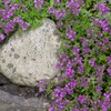 Outsidepride Mother of Creeping Thyme Ground Cover Plant Flower Seeds