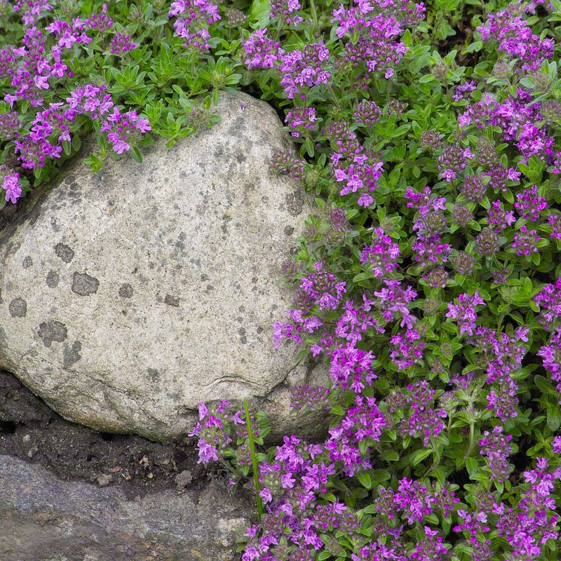 Outsidepride Mother of Creeping Thyme Ground Cover Plant Flower Seeds