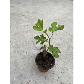 Fig Fruit Tree 8”’With Pot Cutting Ready To Plant