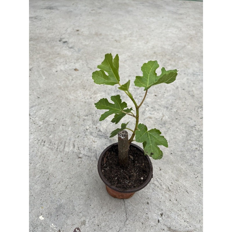 Fig Fruit Tree 8”’With Pot Cutting Ready To Plant