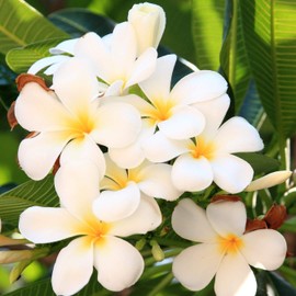 Mixed Hawaiian Plumeria Frangipani Cuttings Red White Yellow Pink 8"-10" Long Discount Hawaiian Gifts (White)