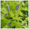 Everwilde Farms - 300 Mad-Dog Skullcap Native Wildflower Seeds -