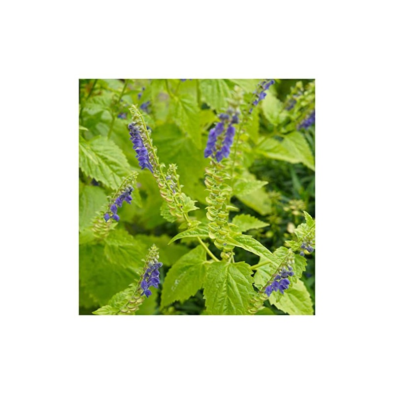 Everwilde Farms - 300 Mad-Dog Skullcap Native Wildflower Seeds -