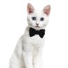 2 Pcs Velvet Bowtie Cat Collar with Bell Adjustable Breakaway