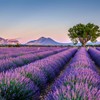 OLILLY Ernte 2024-25 x Lavendelsäckchen mit Lavendel aus der Provence