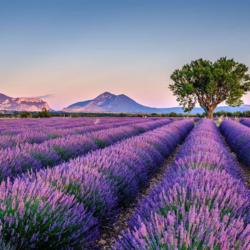 OLILLY Ernte 2024-25 x Lavendelsäckchen mit Lavendel aus der Provence