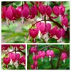 20 Seeds Mixed Bleeding Heart Seeds Dicentra Spectabilis Shade