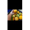 Sarahida 10 Seeds Gigant Lemons Organic Citrus Tree From Florida