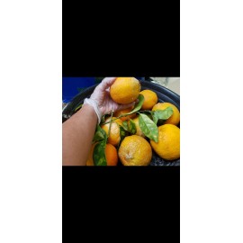 Sarahida 10 Seeds Gigant Lemons Organic  Citrus Tree From Florida  Easy Grow & Care