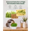 1 Pound Non-GMO Organic Wheat Cat Grass Seeds - Individual
