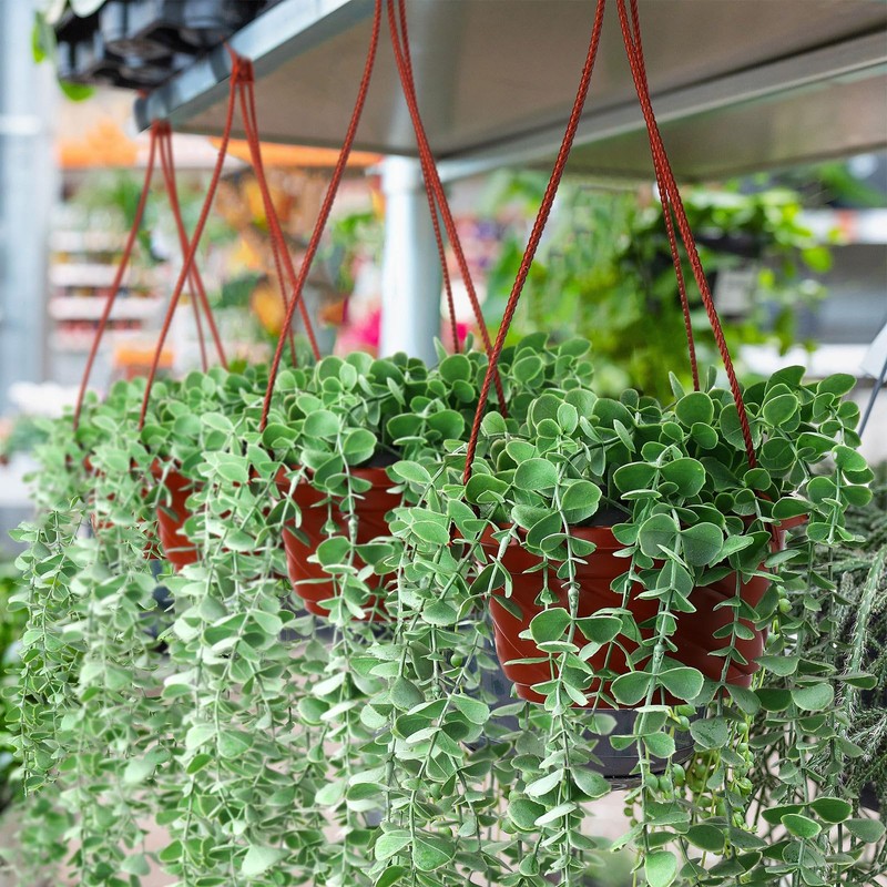Tioncy 50 Pcs Plastic Hanging Planter Round Hanging Pot for
