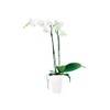 elho Brussels Diamond Orchid High 12.5 - Flower Pot for