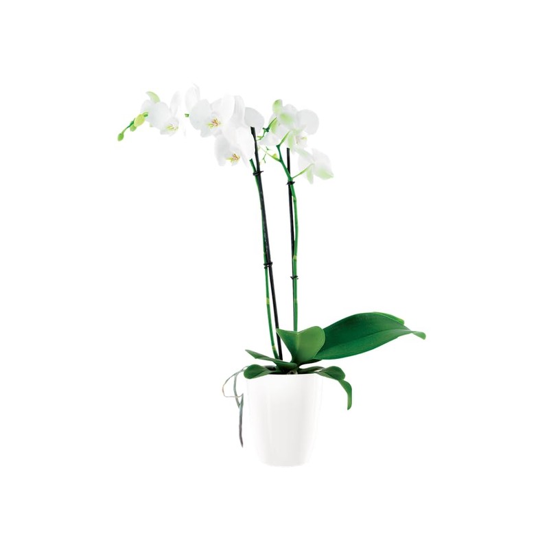 elho Brussels Diamond Orchid High 12.5 - Flower Pot for