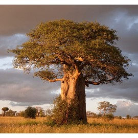 8+ Baobab Seeds Adansonia digitata "Tree of Life" Rare Monkey Bread Bonsai Plant