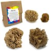 Naroa Artist Natural Sea Sponges for Painting 4 Pack |