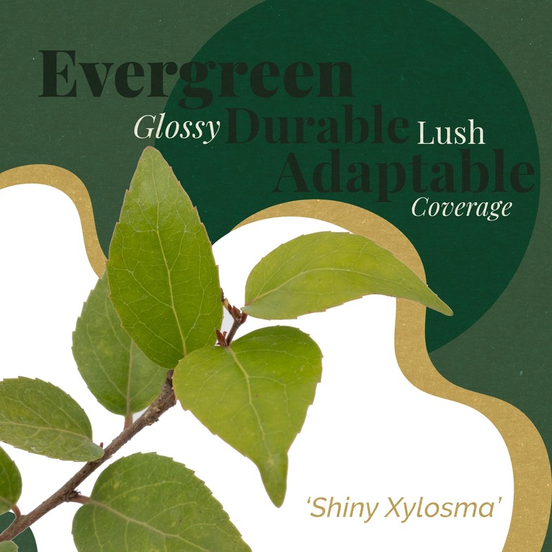 6 Xylosma Congestum, Live Plants – Shiny Xylosma in 2.5”