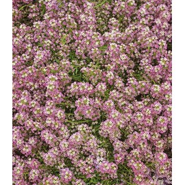 1000 Sweet Alyssum Seeds Dwarf Pink (Ground Cover)