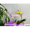 WGVI Long Rectangle Ceramic Planter Vase in White 12" x