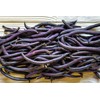 75 Seeds Royal Purple Pod Bush Bean Seed Natural Non