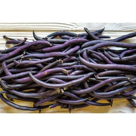 75 Seeds Royal Purple Pod Bush Bean Seed Natural Non GMO Non Treated Beautiful Color Cooks to Green Tasty Gourmet Flavor