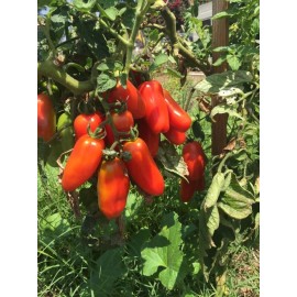 The Gardening World 100 San Marzano Organic Tomato Seeds - Determinate - Great For Canning Sauces