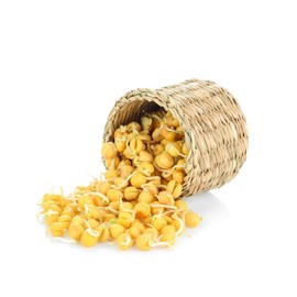 Todd's Seeds Sprouting Garbanzo Beans, Non-GMO, Chemical Free, High Germination (1/4 Pound)
