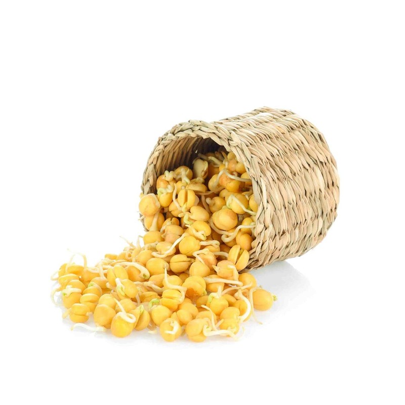 Todd's Seeds Sprouting Garbanzo Beans, Non-GMO, Chemical Free, High Germination