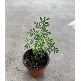 Rue Common Rue Plant 7” With Pot Ruta graveolens Herb of Grace Ready To Plant