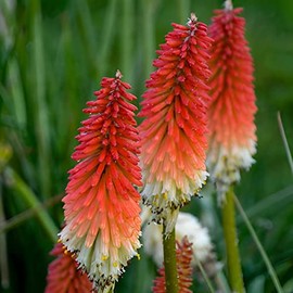 Votaniki High Roller Kniphofia Bare Root - Perennial, Vibrant Red and Yellow Flowers | Red Hot Poker - Perfect for Landscaping, Borders, and Containers (2 Pack)