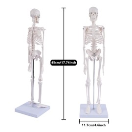 NLShan Human Skeleton Model for Anatomy: Scientific Model with Movable Arms, Legs & Display Stand - 17" Mini Human Skeleton Model for Study and Display