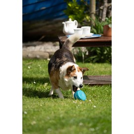 Petface Macaron Latex Dog Toy (Pack of 1)