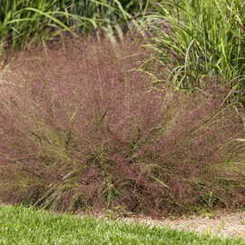 Outsidepride Love Grass Purple - 500 Seeds