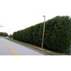Thuja Arborvitae Green Giant - 5 Live Quart Size Plants