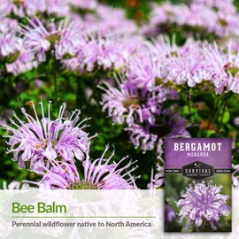 Survival Garden Seeds - Bergamot Herb (Bee Balm) Seed for Planting - 2 Packs with Instructions to Plant and Grow Lavender Monarda Wildflowers in Your Home Vegetable Garden - Non-GMO Heirloom Variety