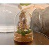 Honey Bee Taxidermy In Glass dome display Oddity, Entomology, Curiosities