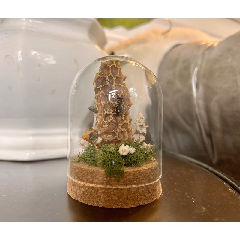 Honey Bee Taxidermy In Glass dome display Oddity, Entomology, Curiosities