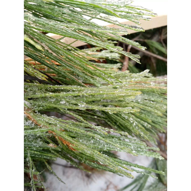 Maine Forest & Farm 4oz MAINE DRIED EASTERN WHITE PINE