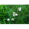Health Embassy Soapwort Root (Saponaria officinalis L), 50 g